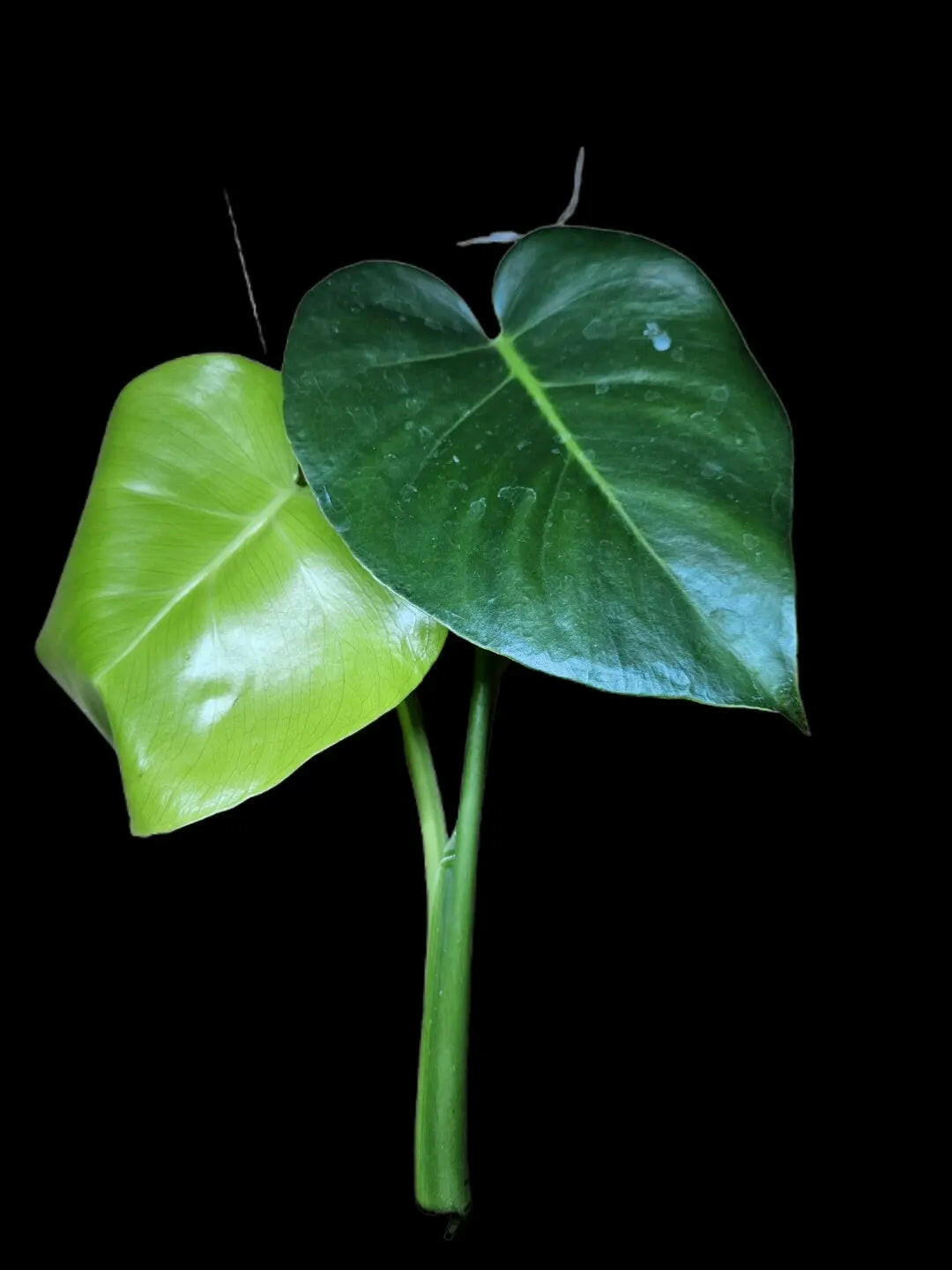 Monstera deliciosa Le reflet vert   Le reflet vert