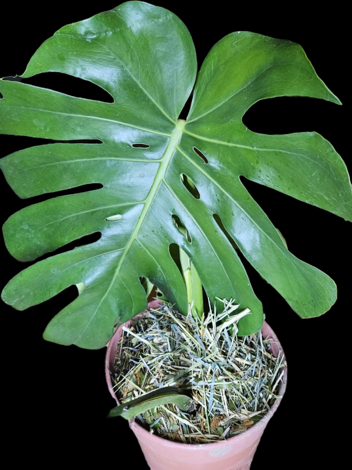 Monstera deliciosa Ma boutique   Le reflet vert